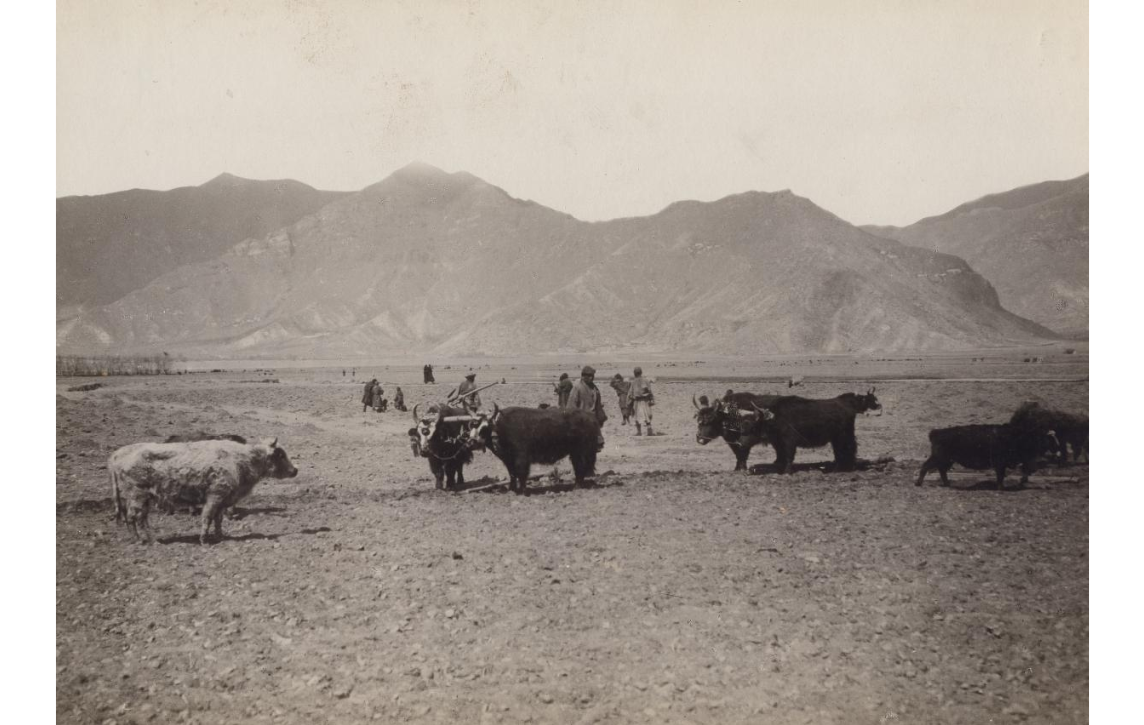 50-yaks.png