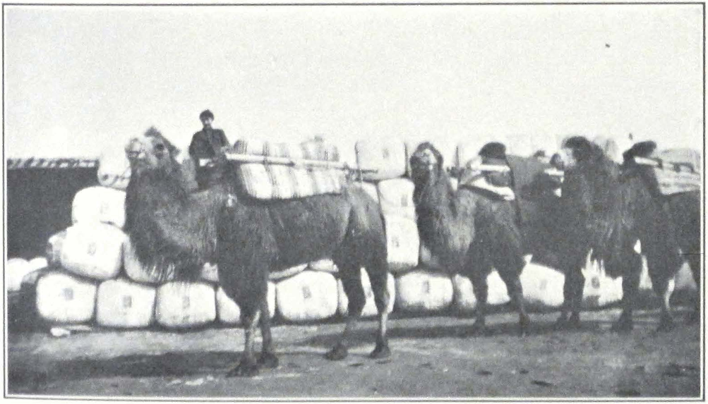 037-caravan-wool.png