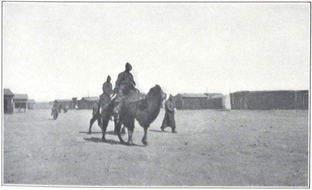052-lamas-camels.png