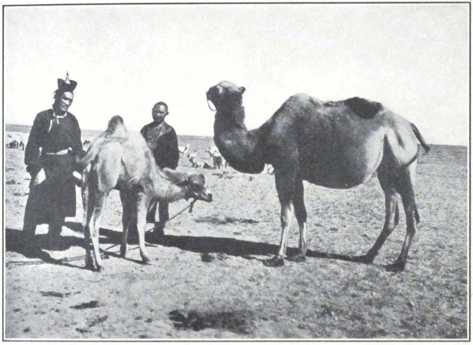 052-mongols-camels.png