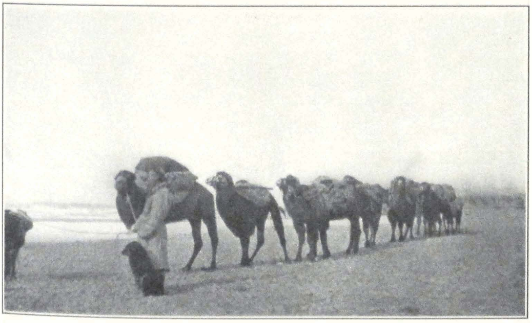 087-camel-caravan.png