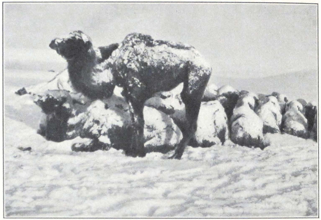 104-perishing-caravan.png